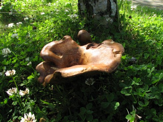 Mushroom - Newgrange